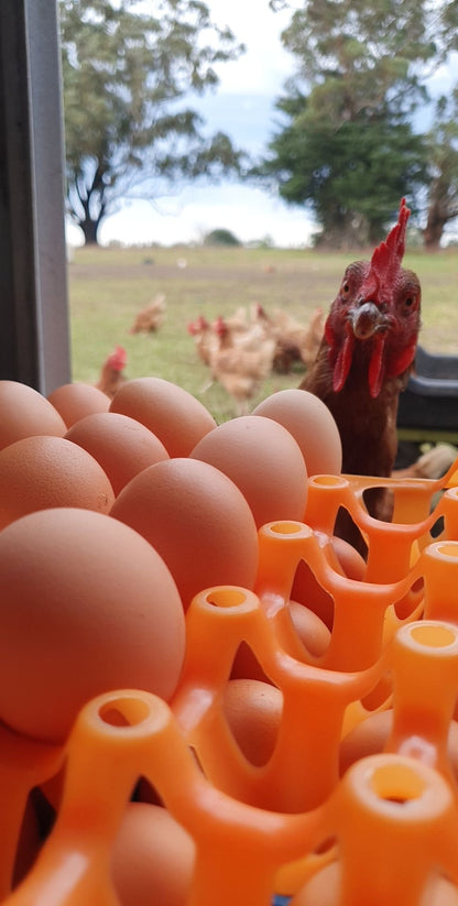 Free Range Eggs